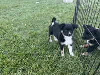 Cf, a female Toy Australian Shepherd and Pomimo for sale in Grabill, IN – 1 of 2
