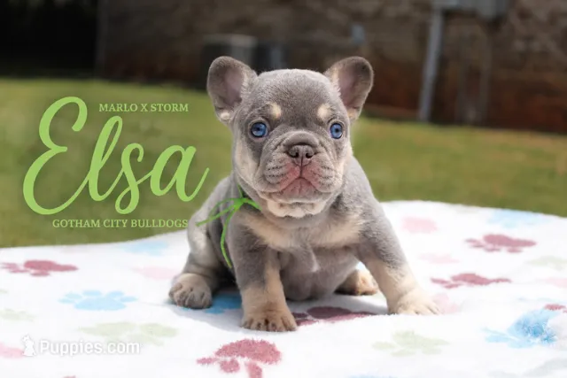 Elsa – French Bulldog puppy for sale in Lincoln, AL