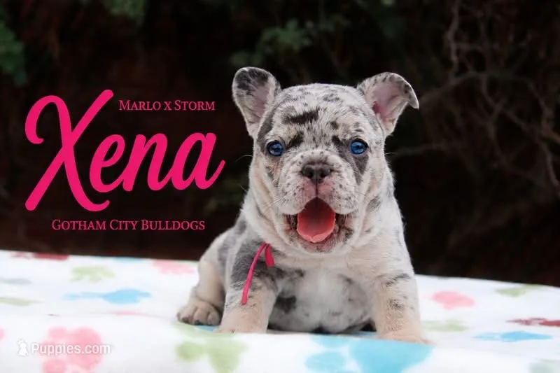 Xena – French Bulldog puppy for sale in Lincoln, AL