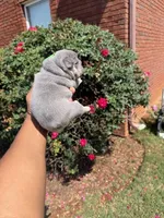 Elsa, a female French Bulldog for sale in Lincoln, AL – 4 of 4