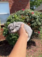 Elsa, a female French Bulldog for sale in Lincoln, AL – 2 of 4