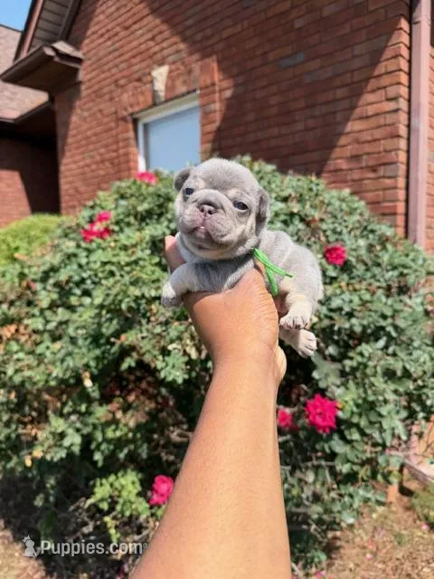 Elsa – French Bulldog puppy for sale in Lincoln, AL