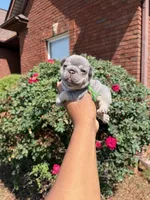 Elsa, a female French Bulldog for sale in Lincoln, AL – 1 of 4