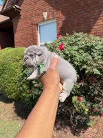 Elsa, a female French Bulldog for sale in Lincoln, AL – 3 of 4