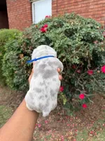 Diesel, a male French Bulldog for sale in Lincoln, AL – 3 of 4