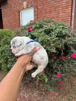 Diesel, a male French Bulldog for sale in Lincoln, AL – 2 of 4