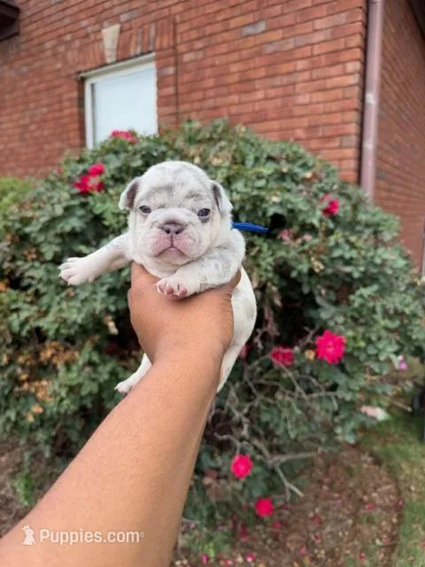 Diesel – French Bulldog puppy for sale in Lincoln, AL