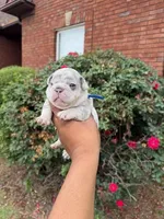 Diesel, a male French Bulldog for sale in Lincoln, AL – 4 of 4