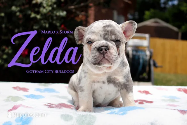 Zelda – French Bulldog puppy for sale in Lincoln, AL