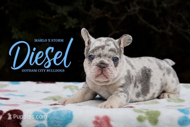 Diesel – French Bulldog puppy for sale in Lincoln, AL