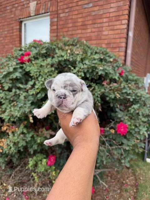 Zelda – French Bulldog puppy for sale in Lincoln, AL