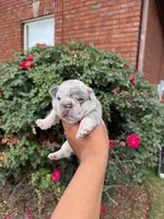 Zelda, a female French Bulldog for sale in Lincoln, AL – 1 of 4