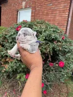 Zelda, a female French Bulldog for sale in Lincoln, AL – 4 of 4