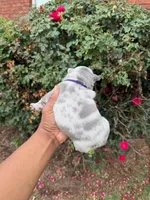 Zelda, a female French Bulldog for sale in Lincoln, AL – 3 of 4