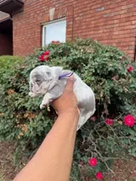 Zelda, a female French Bulldog for sale in Lincoln, AL – 2 of 4