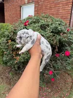 Xena, a female French Bulldog for sale in Lincoln, AL – 2 of 4