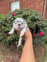 Xena, a female French Bulldog for sale in Lincoln, AL – 4 of 4