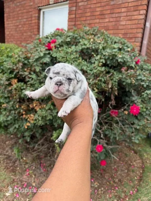 Xena – French Bulldog puppy for sale in Lincoln, AL