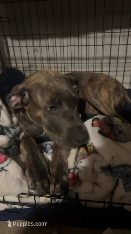 Luna – Great Dane, American Pit Bull Terrier puppy for sale in Cartersville, GA