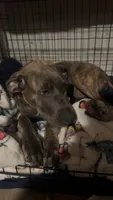 Luna, a female Great Dane and American Pit Bull Terrier for sale in Cartersville, GA – 1 of 2