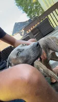Luna, a female Great Dane and American Pit Bull Terrier for sale in Cartersville, GA – 2 of 2