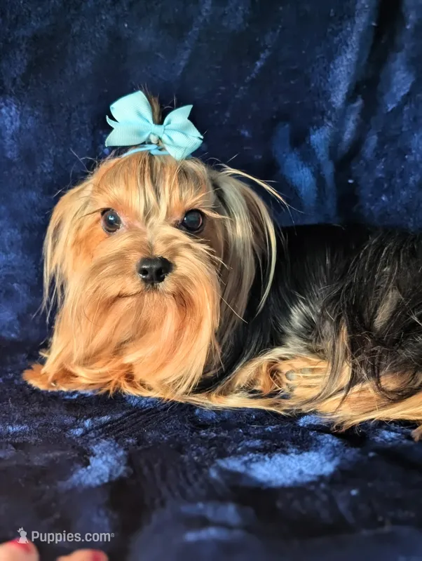 Harley  – Yorkshire Terrier puppy for sale in Riverside, CA