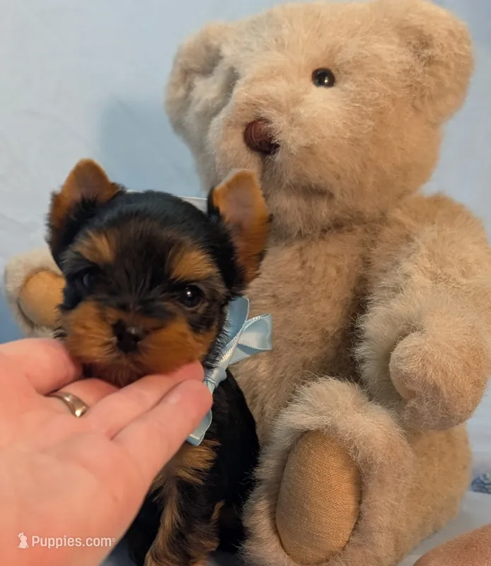 Tiny Tate  – Yorkshire Terrier puppy for sale in Riverside, CA