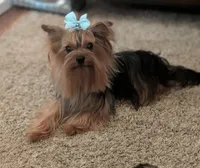 Harley , a male Yorkshire Terrier for sale in Riverside, CA – 7 of 9