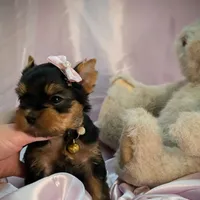 Ruby, a female Yorkshire Terrier for sale in Riverside, CA – 5 of 6