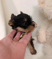 Toby, a male Yorkshire Terrier for sale in Riverside, CA – 2 of 5