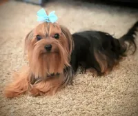 Harley , a male Yorkshire Terrier for sale in Riverside, CA – 9 of 9
