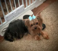 Harley , a male Yorkshire Terrier for sale in Riverside, CA – 8 of 9