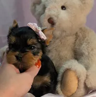 Ruby, a female Yorkshire Terrier for sale in Riverside, CA – 4 of 6