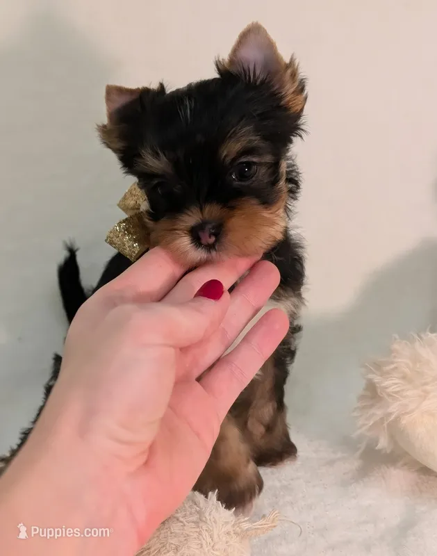 Toby – Yorkshire Terrier puppy for sale in Riverside, CA