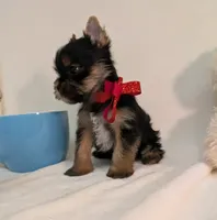 Little Louis , a male Yorkshire Terrier for sale in Riverside, CA – 4 of 7
