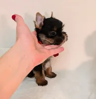 Little Louis , a male Yorkshire Terrier for sale in Riverside, CA – 3 of 7