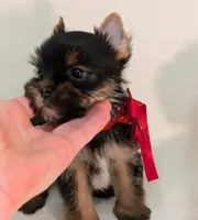 Little Louis , a male Yorkshire Terrier for sale in Riverside, CA – 2 of 7