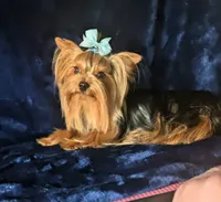 Harley , a male Yorkshire Terrier for sale in Riverside, CA – 2 of 9