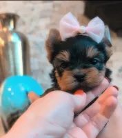 Ruby, a female Yorkshire Terrier for sale in Riverside, CA – 2 of 6