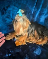 Harley , a male Yorkshire Terrier for sale in Riverside, CA – 6 of 9