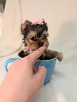 Teacup Tinkerbell , a female Yorkshire Terrier for sale in Riverside, CA – 5 of 8