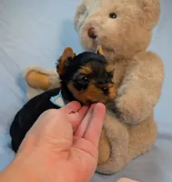 Tiny Tate , a male Yorkshire Terrier for sale in Riverside, CA – 4 of 4
