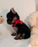 Little Louis , a male Yorkshire Terrier for sale in Riverside, CA – 7 of 7