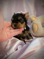 Ruby, a female Yorkshire Terrier for sale in Riverside, CA – 3 of 6