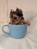 Teacup Tinkerbell , a female Yorkshire Terrier for sale in Riverside, CA – 7 of 8