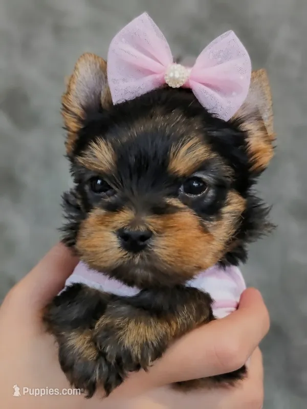 Ruby – Yorkshire Terrier puppy for sale in Riverside, CA