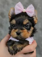 Ruby, a female Yorkshire Terrier for sale in Riverside, CA – 1 of 6