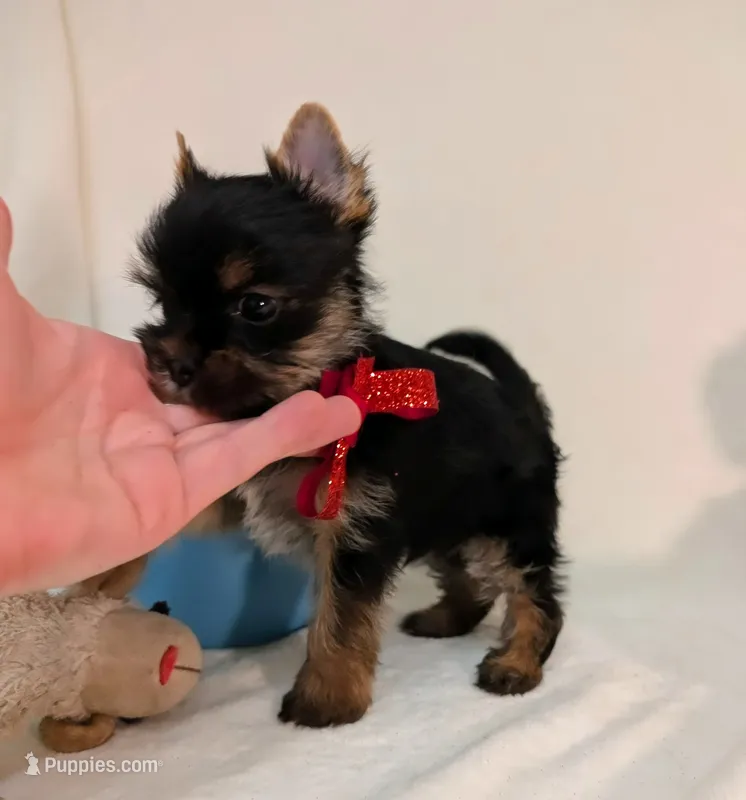 Little Louis  – Yorkshire Terrier puppy for sale in Riverside, CA