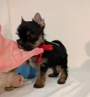 Little Louis , a male Yorkshire Terrier for sale in Riverside, CA – 1 of 7