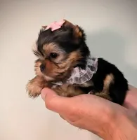 Teacup Tinkerbell , a female Yorkshire Terrier for sale in Riverside, CA – 4 of 8